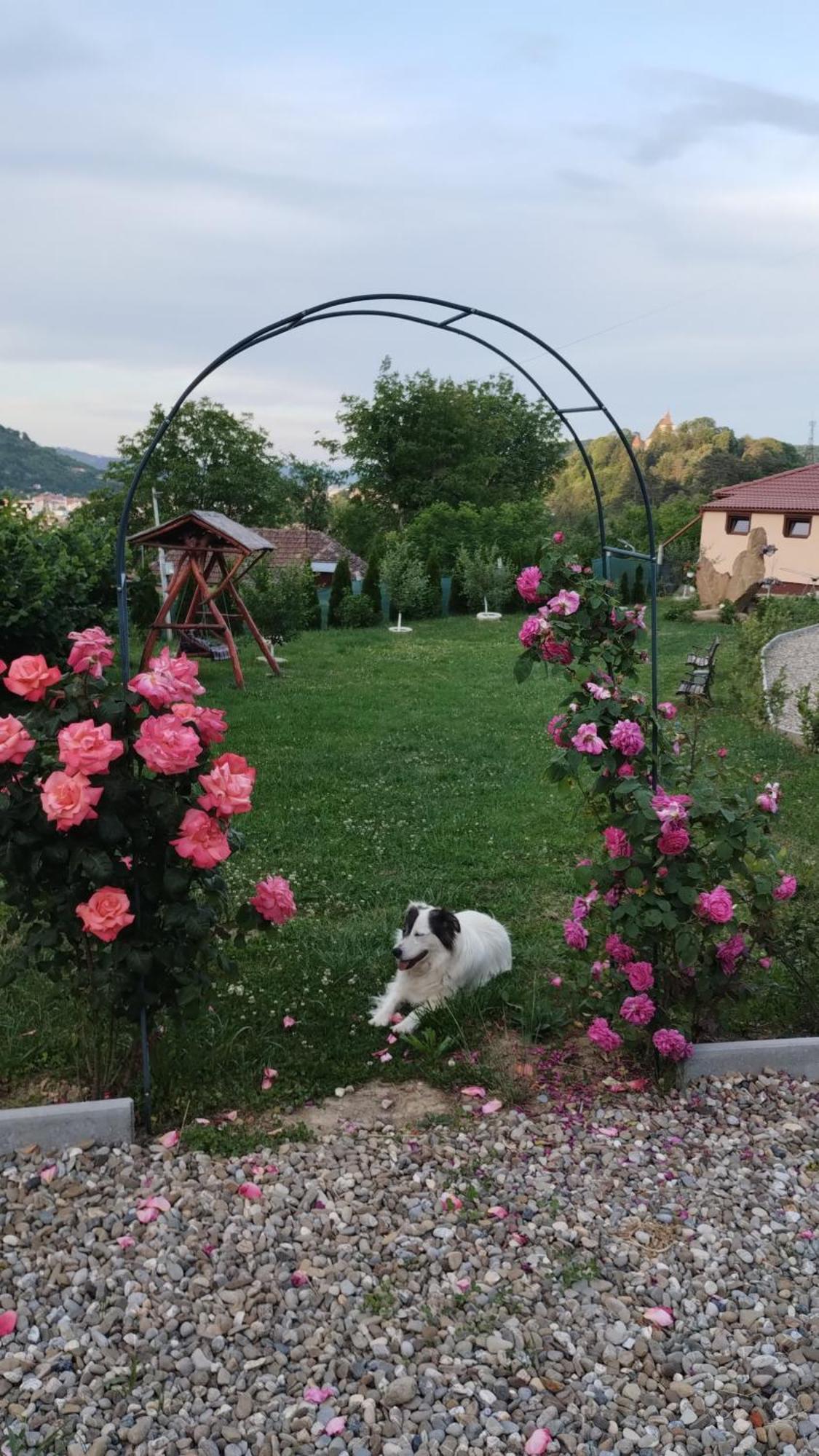 Chalets Du Bf Sighişoara Esterno foto